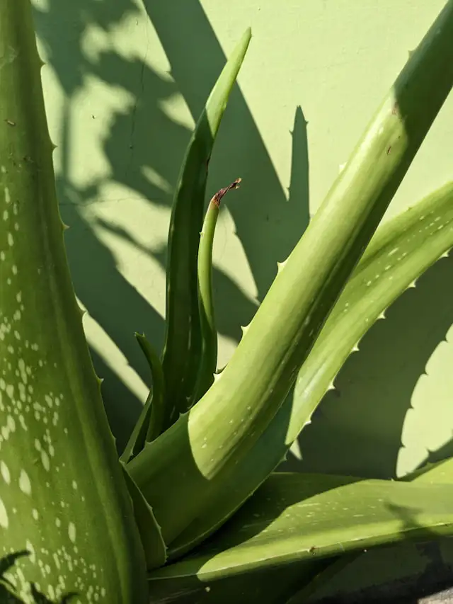Ableger werden vorsichtig von der Aloe Vera Mutterpflanze getrennt