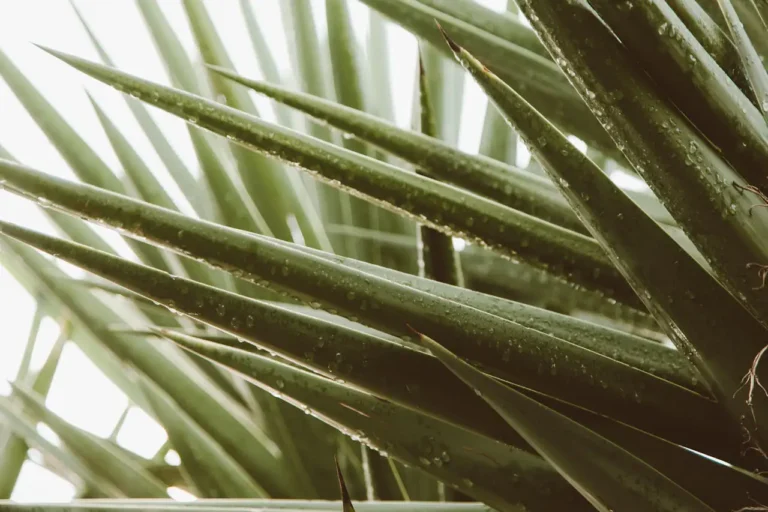 Aloe Vera Pflanze mit kleinen Ablegern im Topf