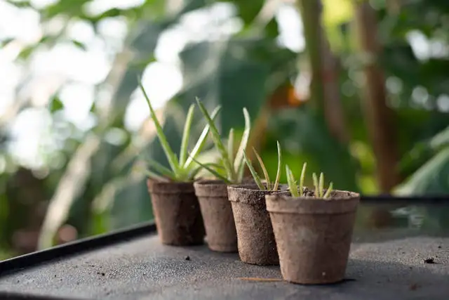 Mehrere junge Aloe Vera Pflanzen wachsen in kleinen Töpfen