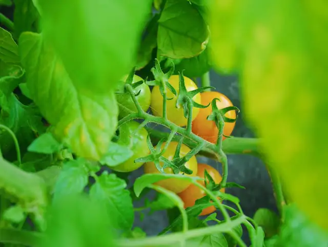 Tomatenpflanze mit gelben Blättern