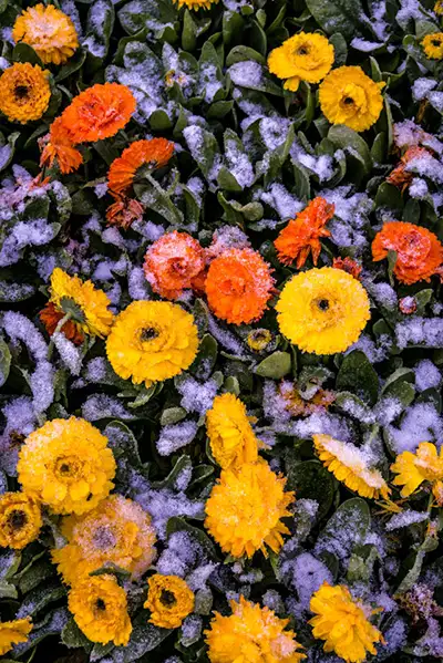 Eisheilige wann? Calendula mit Frost