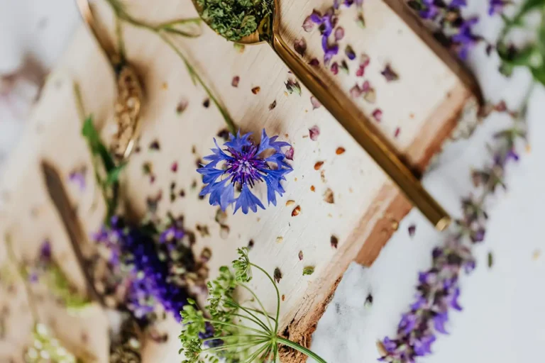 Heilpflanzen und Wildkräuter auf einer Wiese in Deutschland