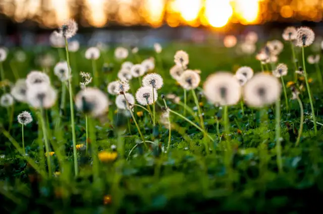 Löwenzahnblüten sammeln auf einer Wiese