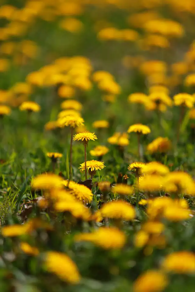 Löwenzahnblüte essbar in Nahaufnahme