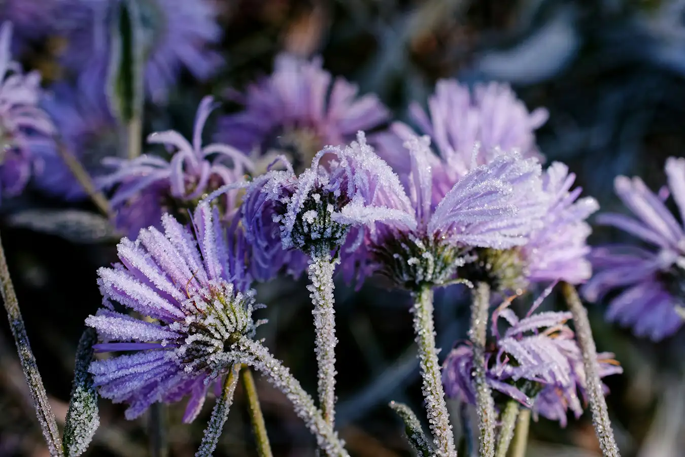 Pflanzen im Garten mit Raureif und Frost am Morgen