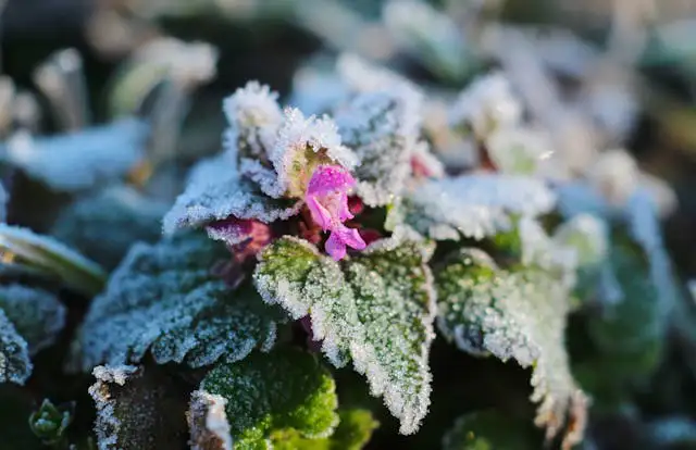 Eisheilige: Taubnessel Pflanze mit Frost im Winter